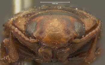 Media type: image;   Entomology 6017 Aspect: head frontal view
